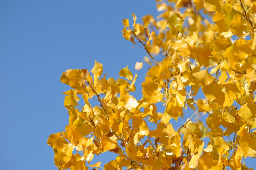 CE5CFBA1-7E83-4504-A118-1097FD0DFF84_1_105_c